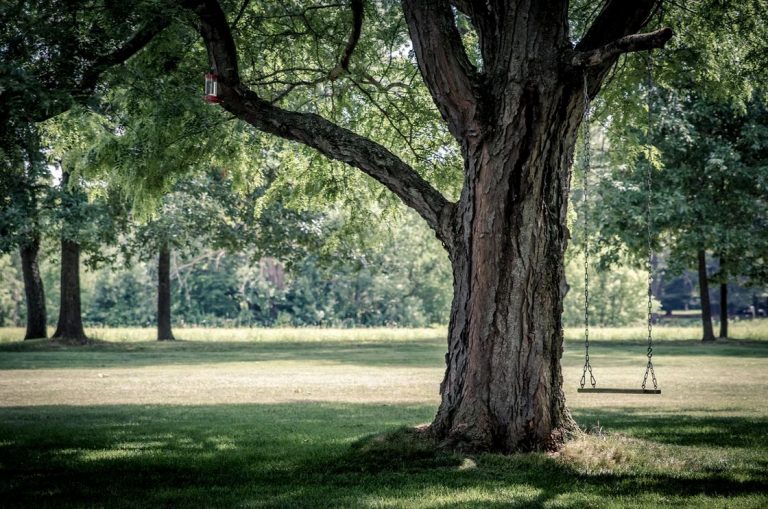 Lire la suite à propos de l’article Quel arbre à côté de la maison ?