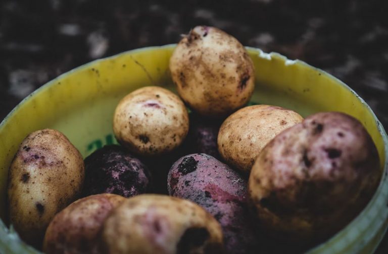 Lire la suite à propos de l’article Comment faire pousser des pommes de terre dans une poubelle ?